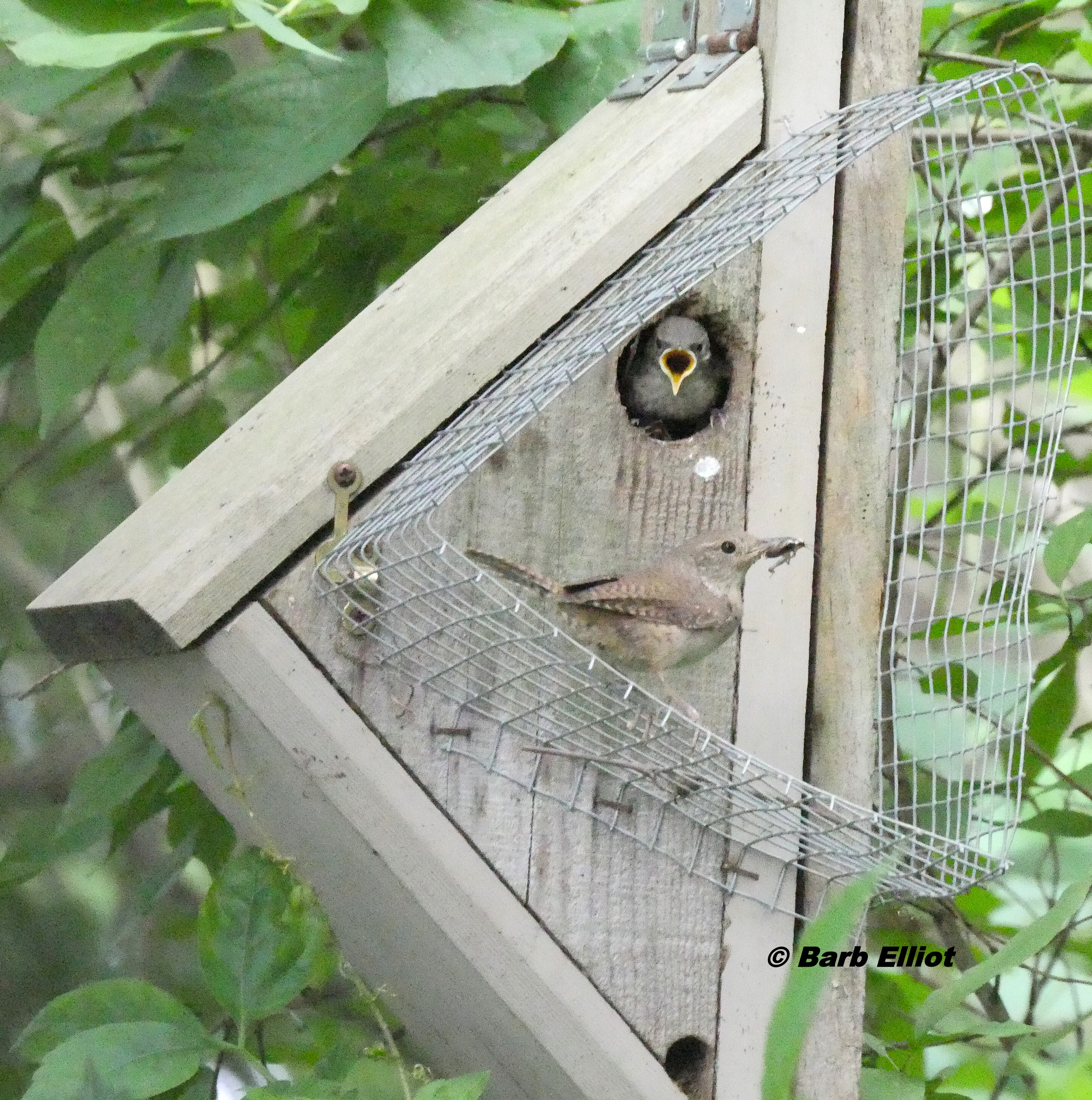 Chickadee Bird House  3/4" THICK Cedar Birdhouse Sparrow Finch & Predator Guard 
