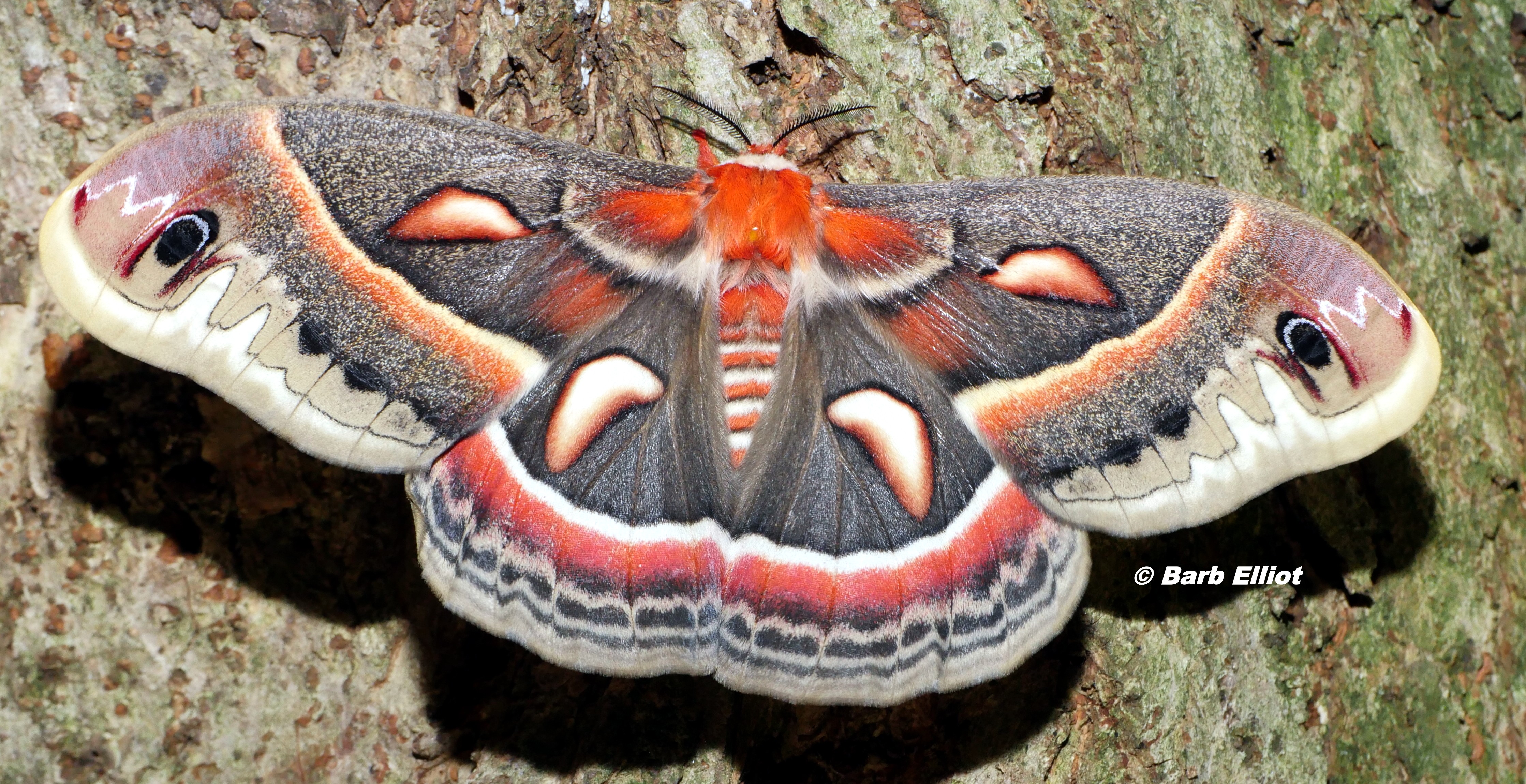 Cecropia Moth Backyardsfornature Org