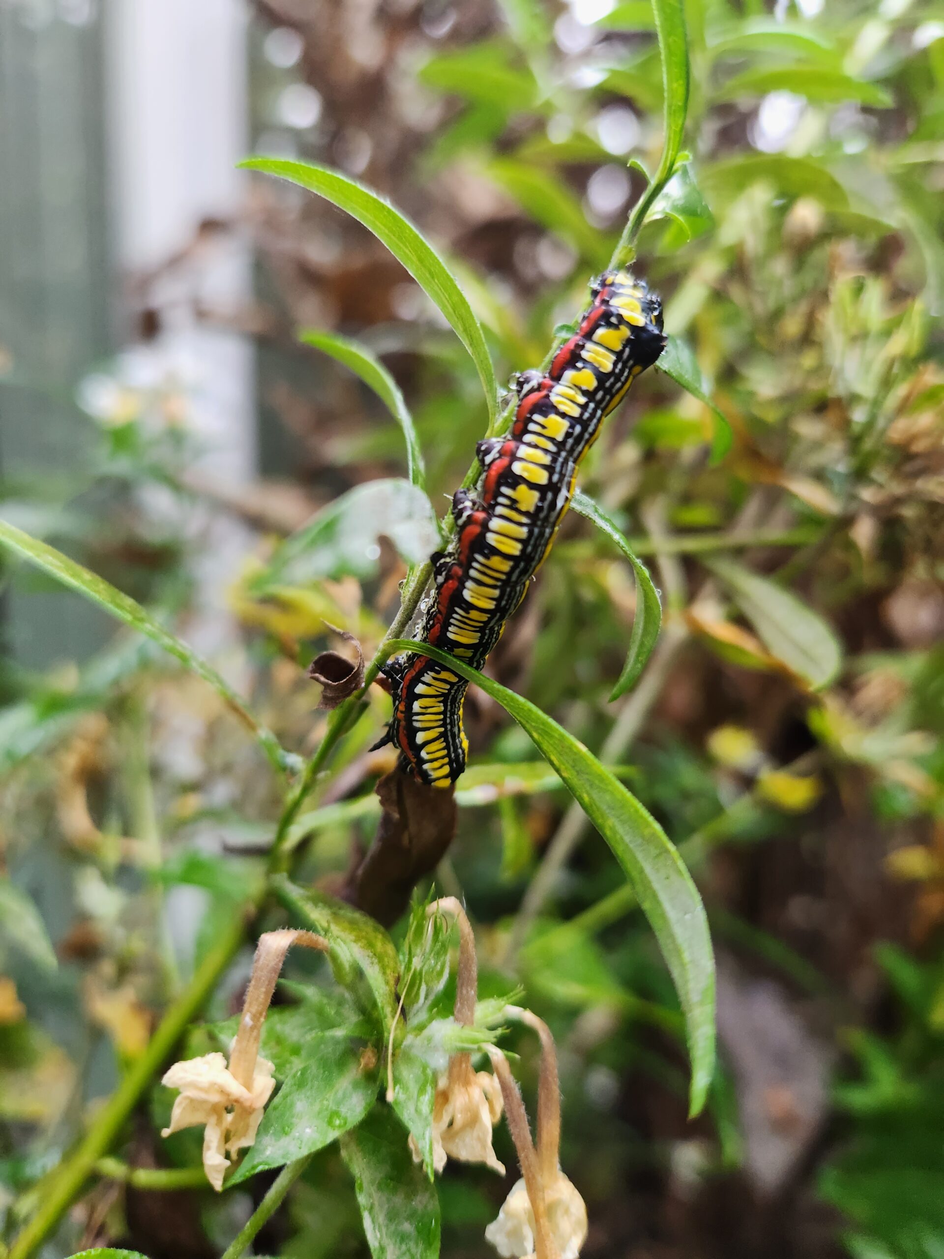 Caterpillar rearing cage - BugGuide.Net  Butterfly habitat, Monarch  butterfly garden, Butterfly cage